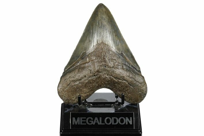 Fossil Megalodon Tooth - South Carolina #180940